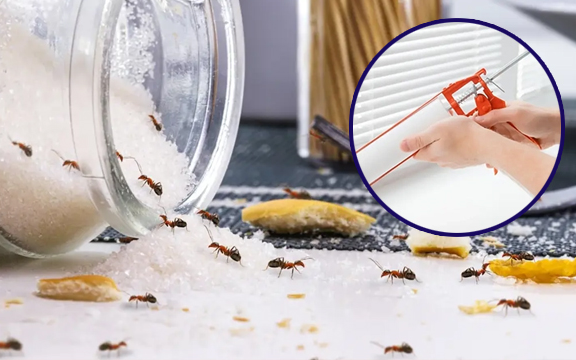 Say Goodbye to Ants: Pet-Friendly Ways to Keep Your Home Pest-Free This Spring and Summer