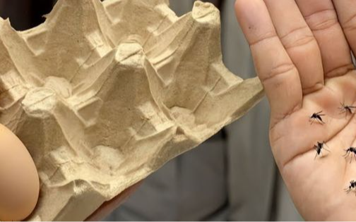 How Egg Boxes Are Becoming a Surprising Weapon in the Fight Against Bugs