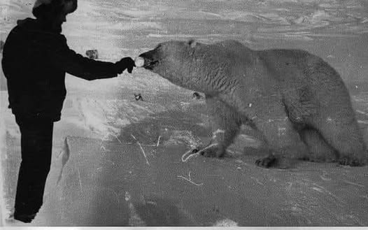 Pawprints in the Snow: The Unspoken Bond Between a Man and Two Wild Hearts