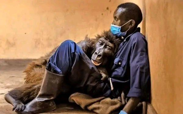 The Gorilla Who Taught the World to Love